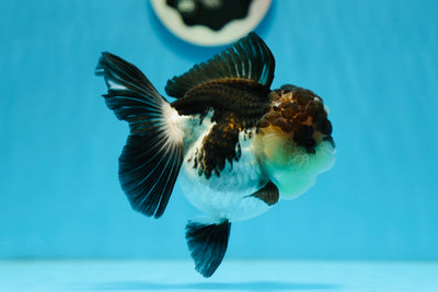 Femelle Panda Oranda de catégorie A 5 pouces #0901OR_04