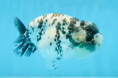 AAA Grade UNIQUE White Tiger LionQueen 4.5-5 inches #090525LC_03