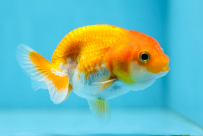 Red White Lionchu 3.5 inches #0908LC_12