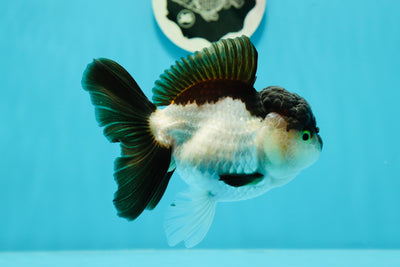 Panda Oranda hembra de grado A, de 4,5 a 5 pulgadas, n.° 0524OR_07