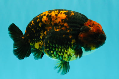 CHUBBY AAA Grade Tiger Ranchu Male 5.5-6 inches #101626RC_27