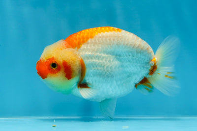 A Grade Bulldog Chonky Red White LionKing 4.5 inches #022125LC_23