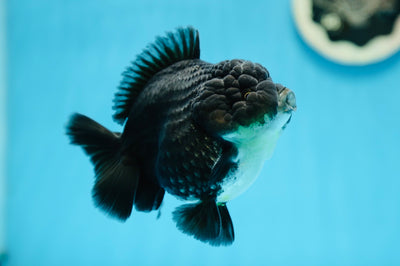 AAA Grade Jet Black Kirin Yuanbao Male 4-4.5 inches #0811YB_12