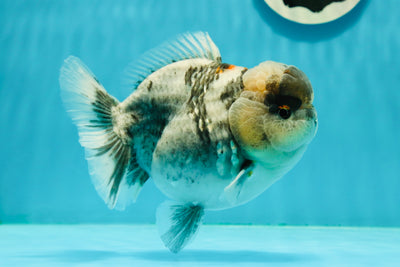 Tigre blanco Yuanbao hembra de grado A, 5-5,5 pulgadas, n.º 0216YB_07