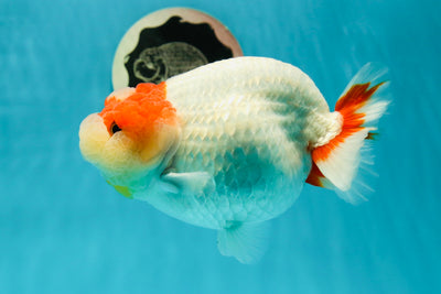 Buffle Ranchu femelle à tête de jade de qualité AAA de 5,5 à 6 pouces #0329RC_02