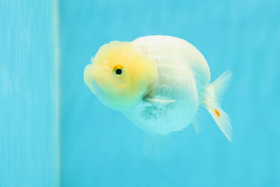 🐣 New Baby Lemonhead Snow White Lionchu Female 3.5-4 inches #0223LC_01