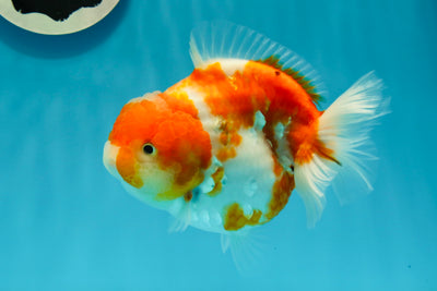 AAA Grade Sakura Yuanbao Female 5.5 inches #0105YB_08