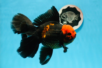 AAA Grade Red Head Apache Butterfly Jumbo Oranda Male 6 inches #1103OR_26