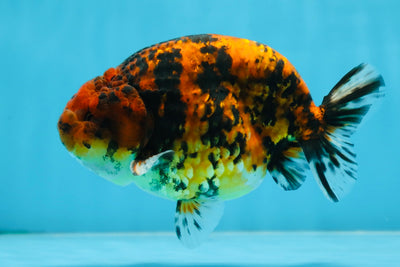 AAA Grade Tiger LionKing 5 inches #070425LC_05