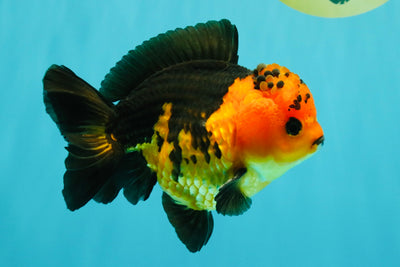 SPECIAL A Grade Apache Yuanbao Male 5-5.5 inches #051526YB_11