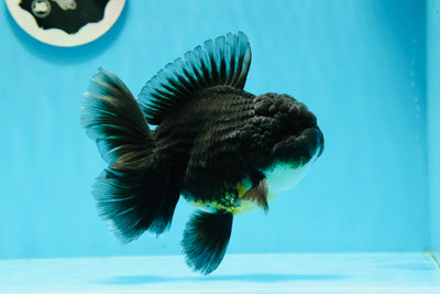 Oranda mâle Kirin Rose Tail noir de catégorie AAA 5 pouces #1201OR_09