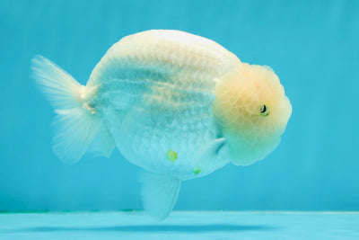 AAA Grade 🍋 Lemonhead Snow White Lionking 4.5-5 inches #122923LC_14