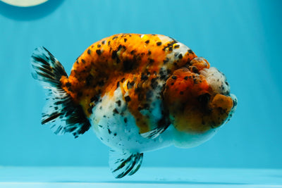 AAA Grade Super Chonky Egg Shape Calico LionQueen 5 inches #0531LC_02