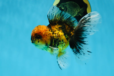 A Grade BIG head Tiger Oranda Male 4.5 inches #013125OR_17