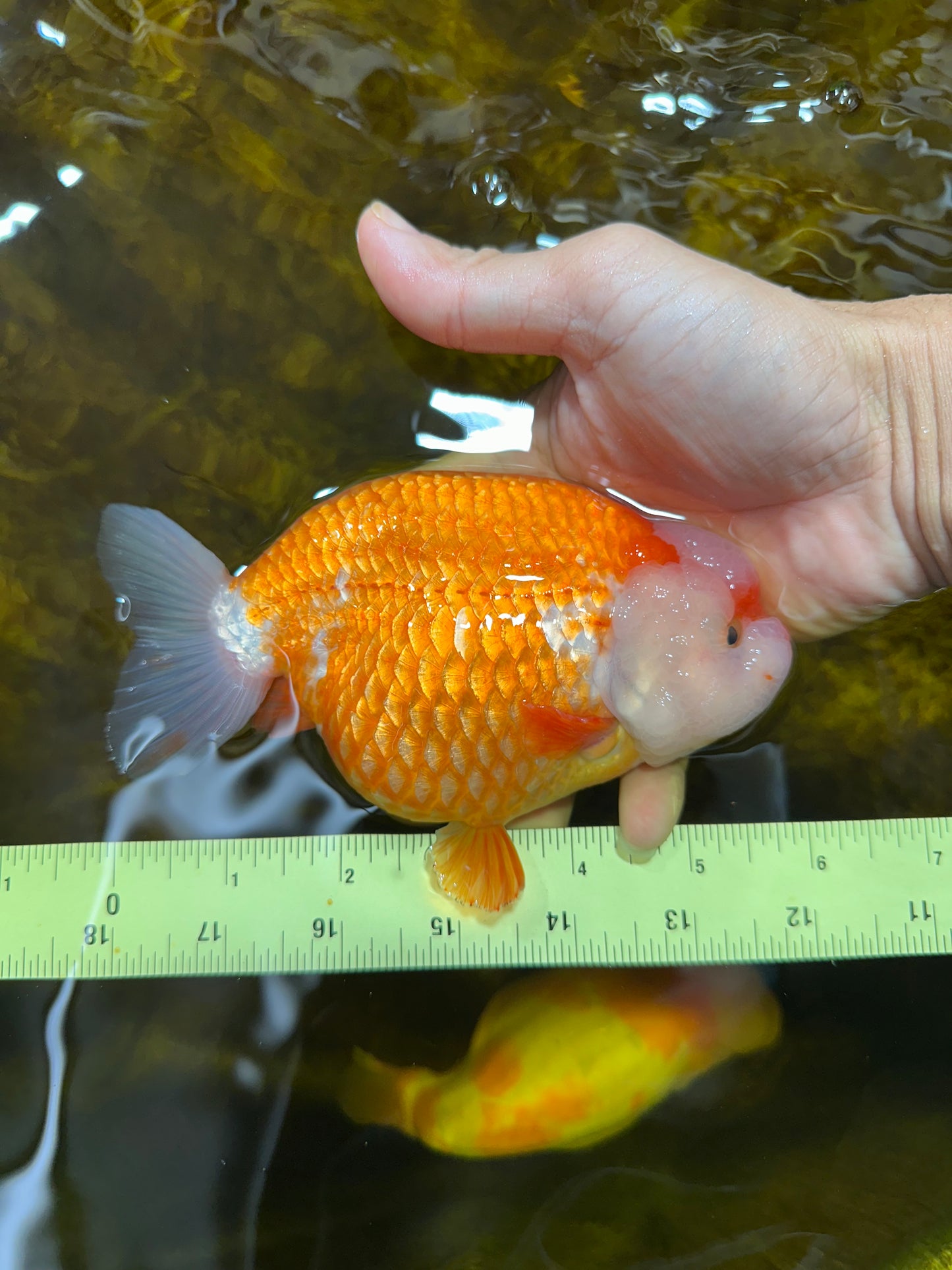 A Grade CHUBBY Red White LionKing 5.5-6 inches #091925LC_23