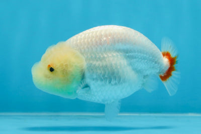 CLOUDY AAA Grade Red White LionQueen 3.5-4 inches #101725LC_11