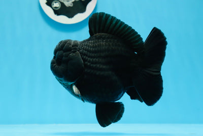 Yuanbao macho negro grueso de grado AAA de 5 pulgadas n.º 0726YB_26