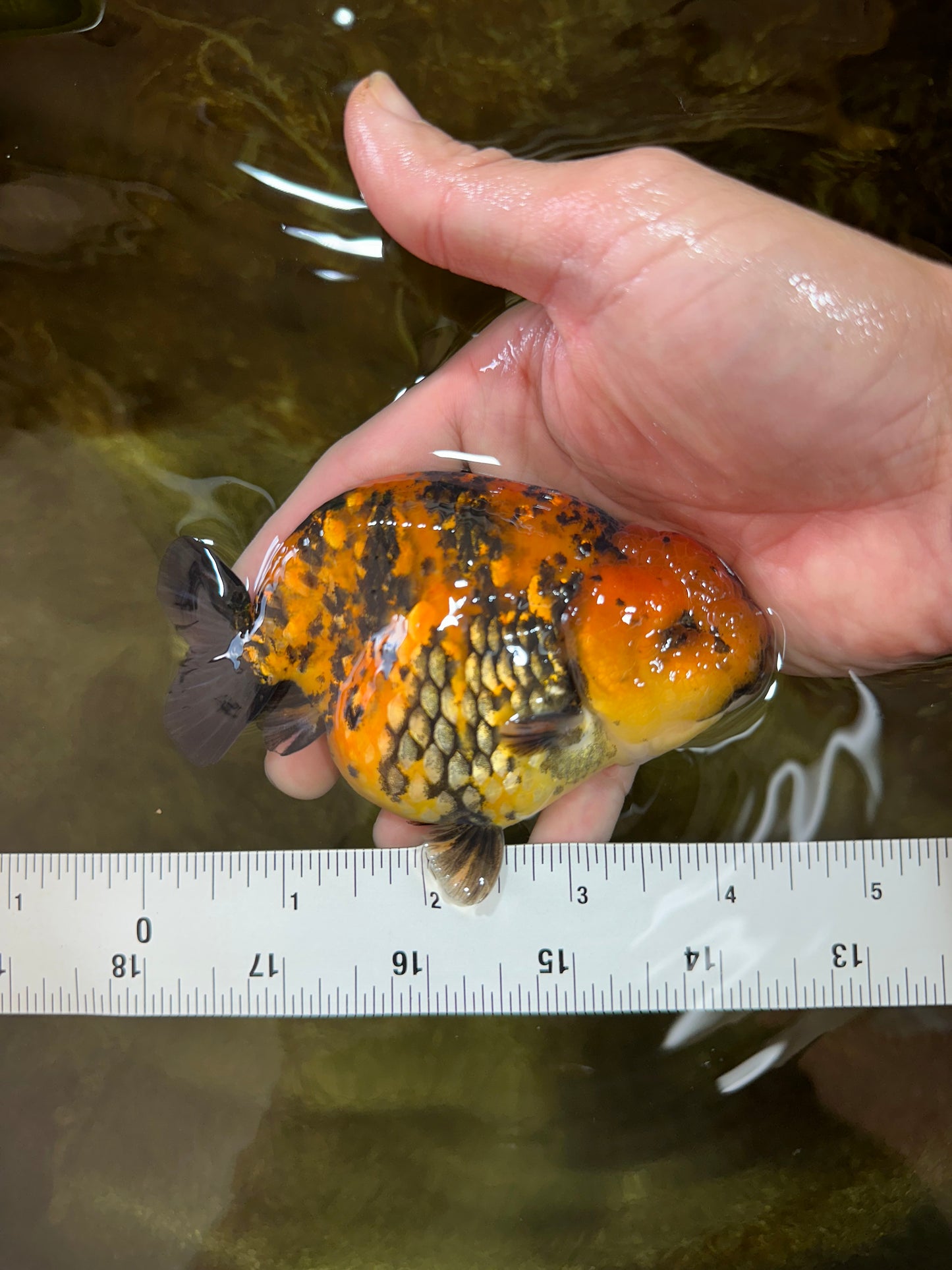 AAA Grade Tiger LionKing 4-4.5 inches #053025LC_10