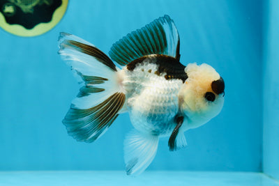 Panda Button Eyes Oranda Male 4.5 inches #020725OR_24