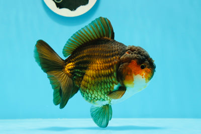 Pepita de cobre negra de grado A, Yuanbao hembra de 5 pulgadas, n.° 0531YB_06