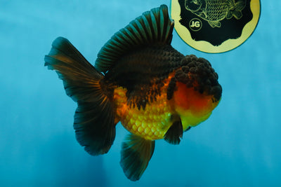 A Grade Apache Oranda Male 5.5-6 inches #060625OR_30