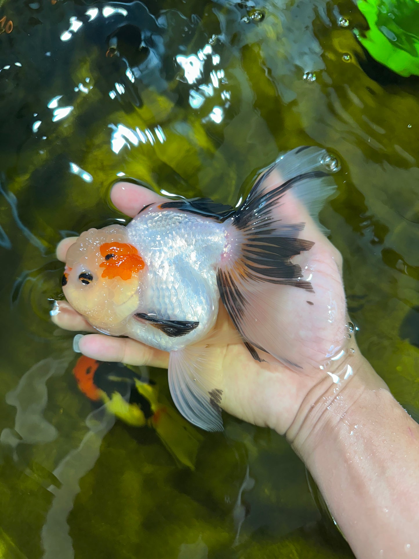 Tricolor Oranda Female 5.5 inches #100325OR_15