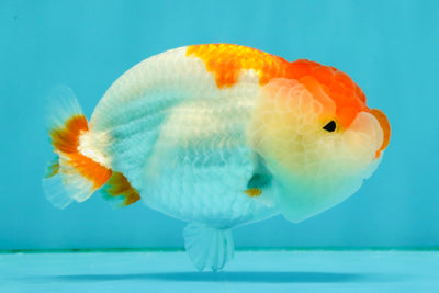 SUPER CUTE A Grade Red White LionQueen 4-4.5 inches #050826LC_14