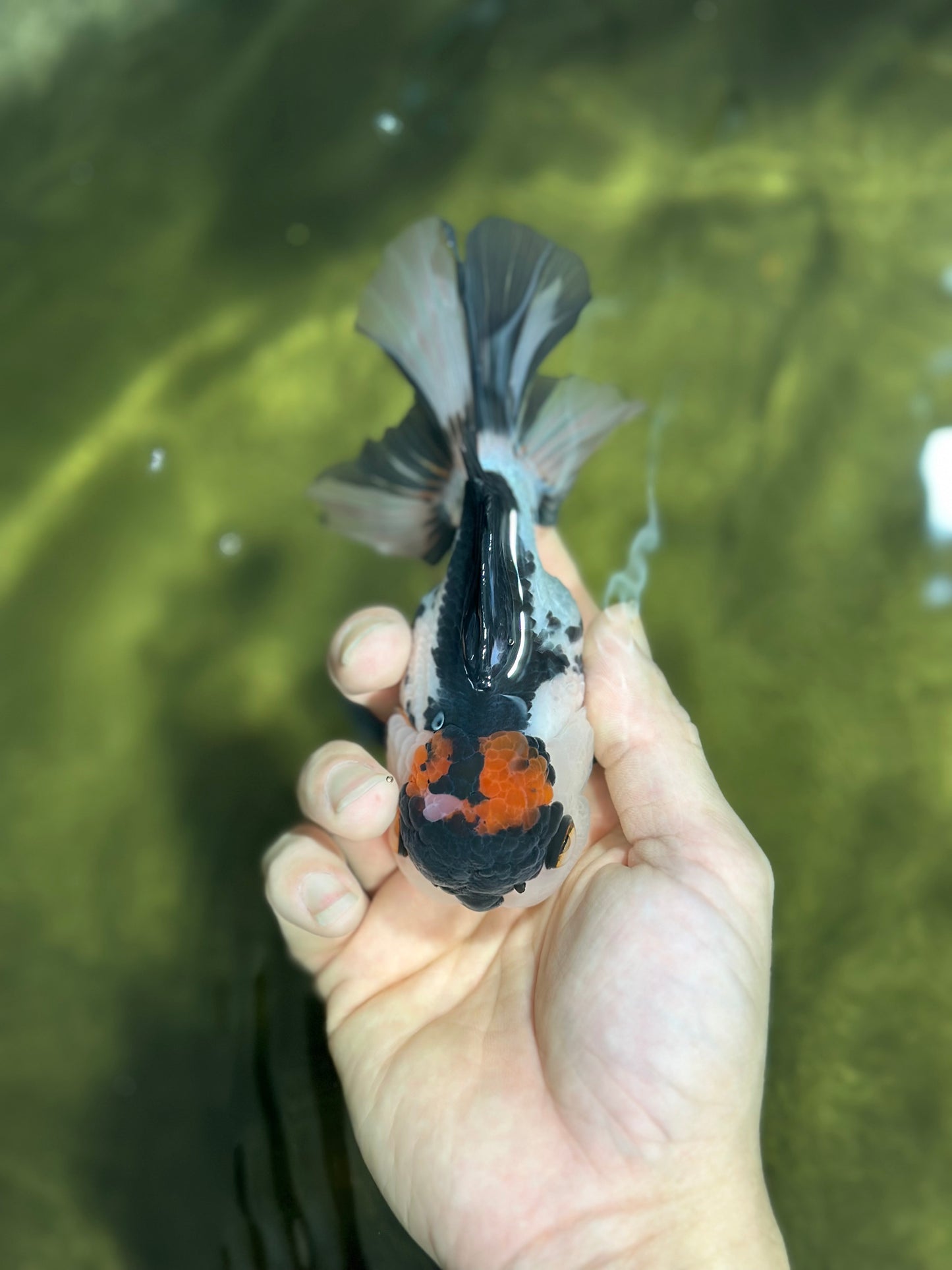 A Grade Tricolor Gem Oranda Male 4.5 inches #011025OR_09