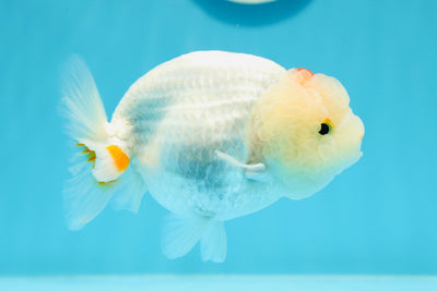 New ✨ A Grade Crown Tancho LionKing 4.5 inches #0426LC_03