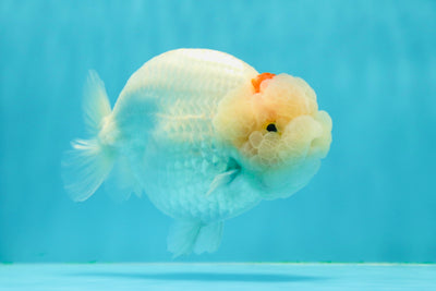 AAA Grade Chubby Crown Red White LionKing 4.5 inches #0315LC_07