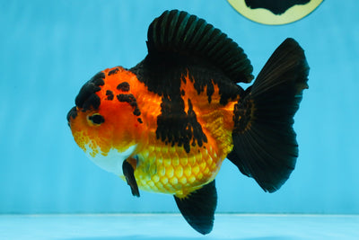 AAA Grade FIRE Apache Yuanbao Female 5-5.5 inches #091925YB_19