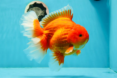 AAA Grade Firework Godzilla Oranda Male 6.5 inches #0209OR_05