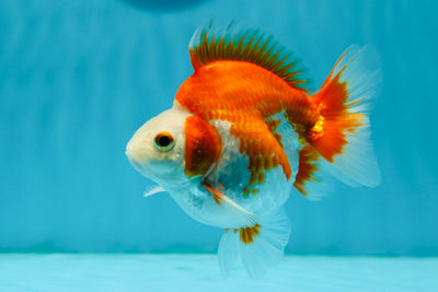 Payaso Ryukin de grado A, macho rojo y blanco, de 4 a 4,5 pulgadas, n.° 1117RK_02