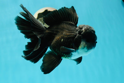 Panda oranda macho corpulento de grado A de 5,5 pulgadas n.° 0322OR_15