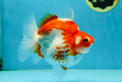 A GRADE Polkadot Red White Ryukin Female 5 inches #050925RK_19