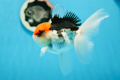 AAA Grade Tricolor Oranda Male 5.5 inches #0922OR_15