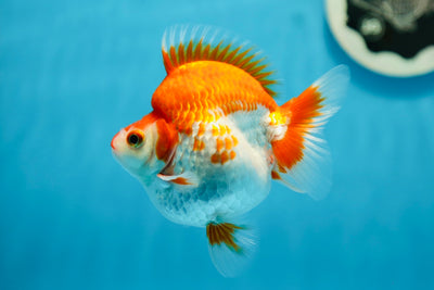 AAA Grade Red White Humphy Ryukin Male 4 inches #0929RK_09