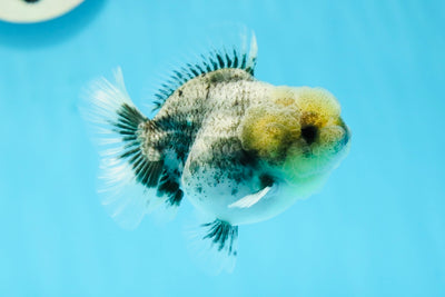 Piments Big Wen de catégorie A Kirin Yuanbao mâle 3,5 pouces #1103YB_15