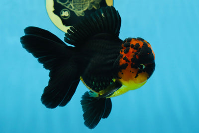 A Grade Apache Lava Head Oranda Male 5-5.5 inches #081525OR_25