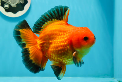AAA Grade Black Red (Apache) Oranda Male 5.5 inches #0126OR_06