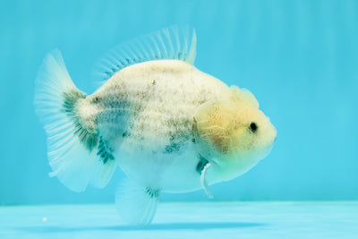 Perle marbrée Wen Granite brillant Yuanbao femelle 4 pouces #1110YB_04