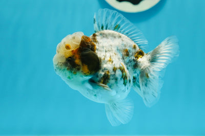 Marbre Yuanbao Femelle 3,5-4 pouces #0105YB_09