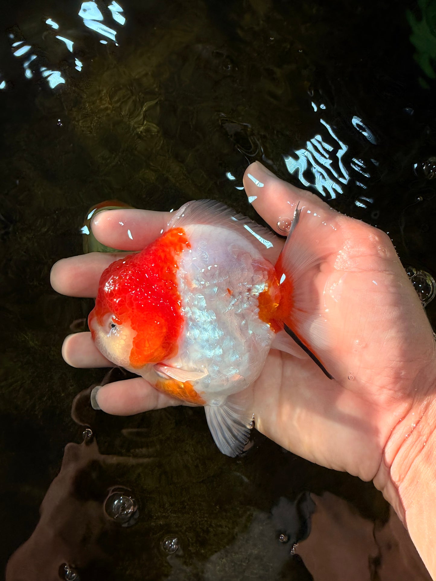 SUPER CUTE Sakura Yuanbao Male 4 inches #101725YB_27