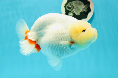 Rouge à lèvres de qualité AAA Buffalo Ranchu femelle 5,5-6 pouces #0329RC_03