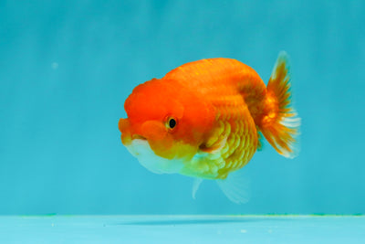 🐣 Baby Red Sakura Lionchu Female 4 inches #0322LC_03