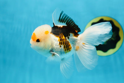 AAA Grade Adorable Panda Oranda Male 4.5 inches #031425OR_11
