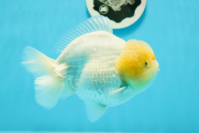 AAA Grade Lemonhead Snow White Yuanbao Male 5.5 inches #0112YB_13