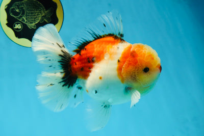 AAA BULL DOG Grade Godzilla Calico Sakura Button Eyes Oranda Male 5.5 inches #051625OR_19