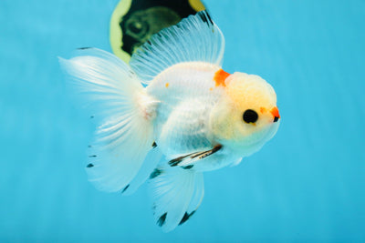 A Grade Tricolor Button Eyes Oranda Male 4.5-5 inches #032125OR_08