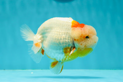 A Grade Crown Red White LionKing 4.5 inches #0329LC_12